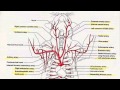 Arteries in the upper body tutorial