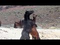 Wild Mustangs of Nevada