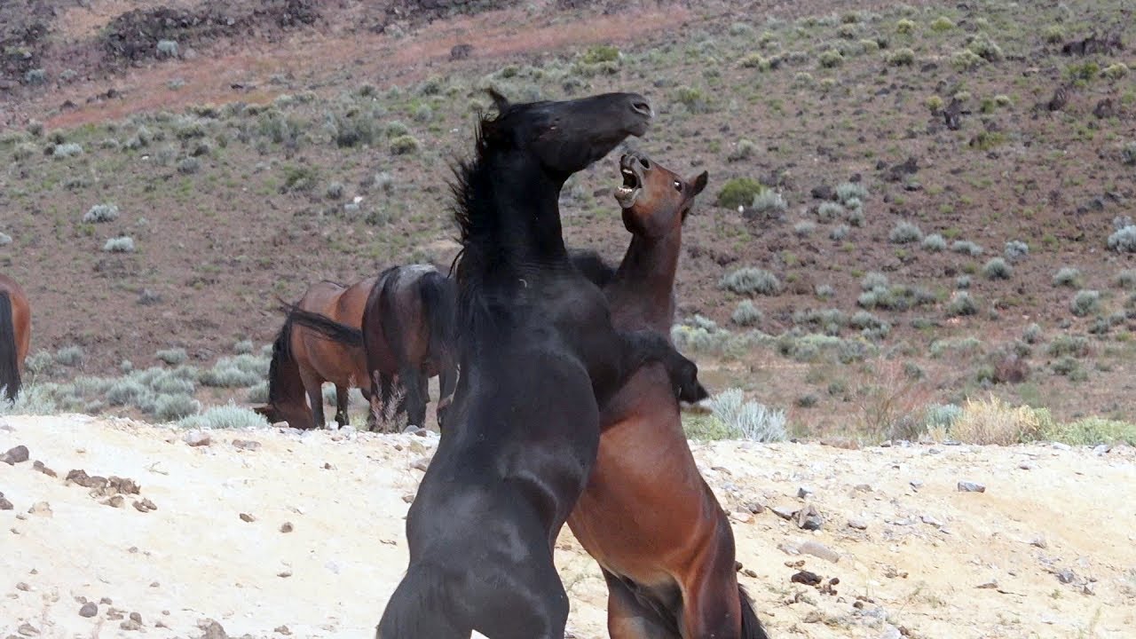 Wild Mustangs Of Nevada Youtube