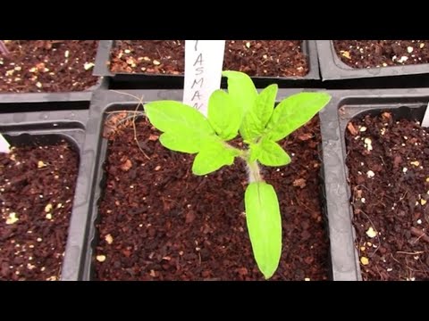 Vídeo: Eva Purple Ball Tomato Info - Consells per cultivar Eva Purple Ball Tomatoes