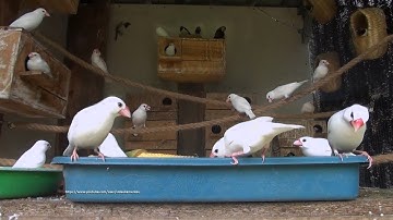 Java Sparrows and Friends - Saturday Morning, March-26-2022