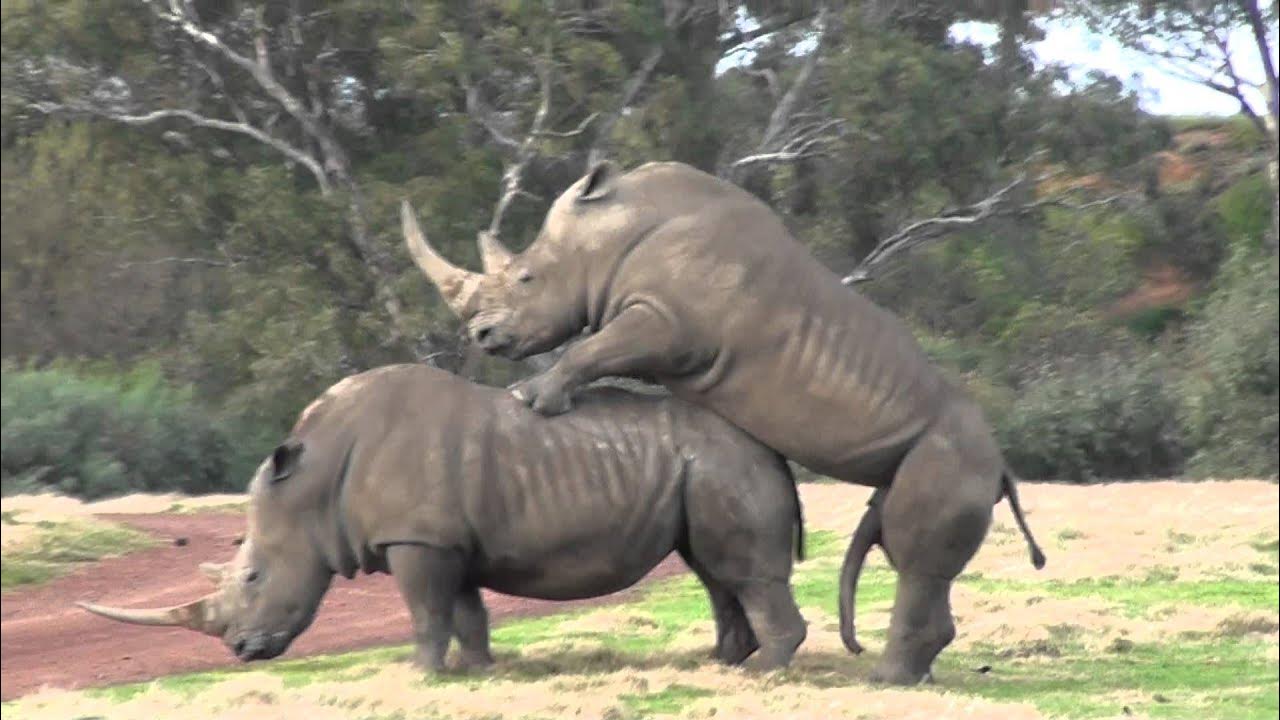 Cuál es el rinoceronte más grande