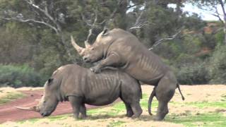 It takes 2 ? ? ? Werribee Open Range Zoo Rhino Love