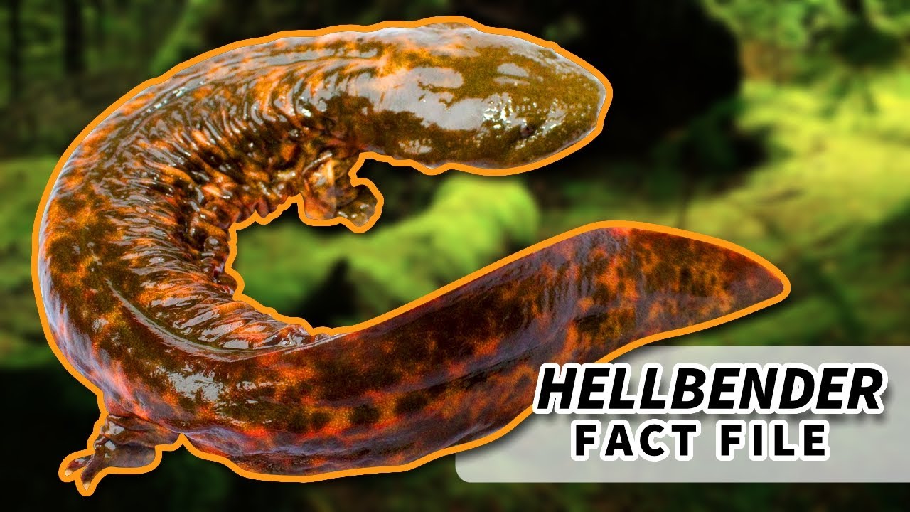 amphibians nedir Hellbender facts: the largest salamanders in the Unite States | Animal Fact Files