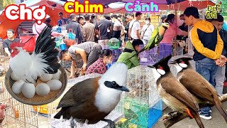 Độc lạ phiên chợ thú cưng lớn nhất Việt Nam.Đủ loại chim gà cảnh đẹp.