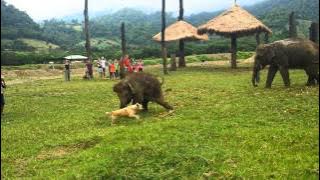 Cute Baby Elephant Gets Frustrated After Chasing A Dog