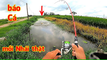 Trời mưa đi bắt Nhái về câu cá Lóc, hiệu quả không ngờ