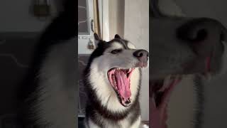 เรียกว่าคลืน หมางู นะ #หมางู #husky #siberian #ไซบีเรียนฮัสกี้ #หมาพูดได้ #dogtalk #futureamazingdog