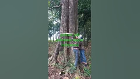 pohon jati raksasa super istimewa