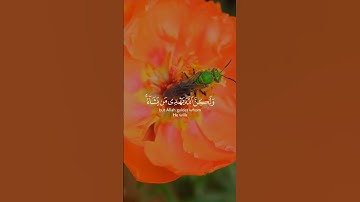 Surah Al-Qasas 28:56 - سورة القصص 💔🌟🔸#Quran #SurahQasas #ProphetsDuty #FreeWill #DawahInIslam
