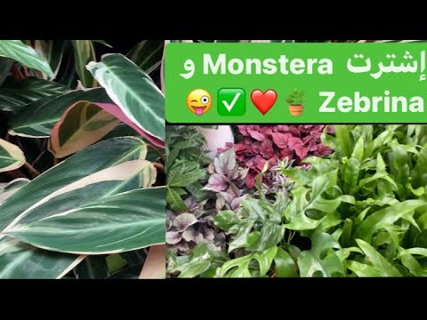 فيديو: Monstera (53 صورة): كيف تبدو الزهرة وأزهارها وأوراقها؟ ميزات الرعاية والزرع في المنزل؟ هل الوحوش سامة أم لا؟