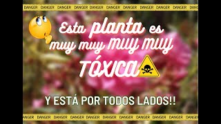 Planta venenosa! Es la más toxica del mundo, incluso al tacto! y está en todos lados! #plantas