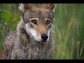 Resilience: Story Of The American Red Wolf