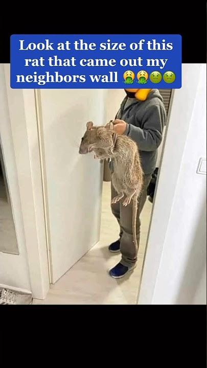 The size of this rat is ridiculous…