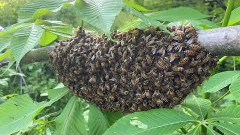 Checking swarm traps and putting a swarm in my barrel.