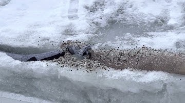 Socks and nylons filled with salt to melt ice dams