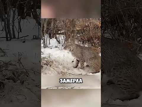 Рысь Поняла Что