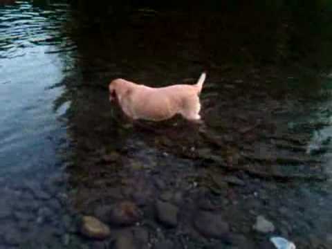 Maggie May the fishing labrador retriever Part 2.avi