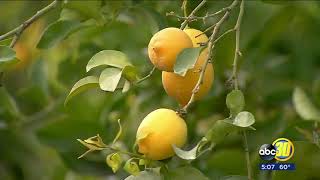 Valley citrus farmers predicting a good year