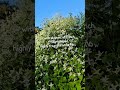 #clematis #flowergarden #lanct #garden #gardening #ihavethisthingwithplants #zone6 #fallflowers #4k