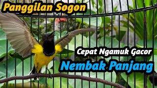 SOGON GACOR paling pintar bikin emosi lawan