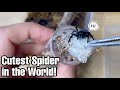 Cute spider WAVES HELLO to her owner! (Velvet spiders)