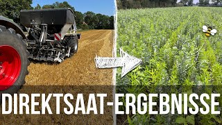 Die Zukunft? Direktsaat Mais & Zwischenfrucht 🌱🌽