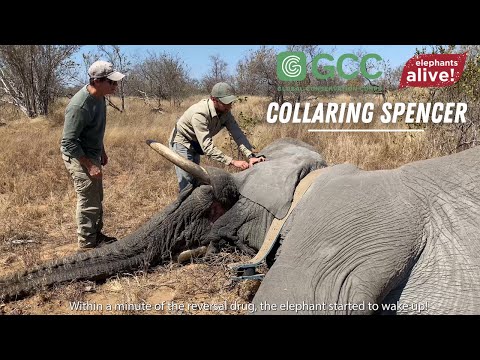 Collaring Spencer with GCC | Conserving Elephants | Tsonga