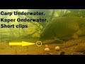 Karpervissen onderwater beelden fail, Carp fishing fails underwater footage.