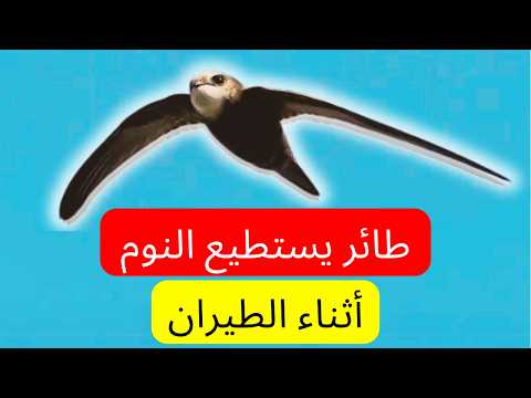 الطائر السريع الذي لا يهبط على الأرض أبد ا ويستطيع النوم أثناء الطيران