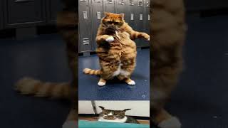 salmiak cat - salty liquorice cat 😂🐱 #cat #salmiakcat #saltyliquoricecat #shorts
