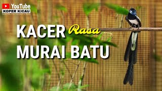 Download KACER RASA MURAI BATU || Serasa memiliki burung ekor panjang KACER RASA MURAI BATU || Serasa memiliki burung ekor panjang