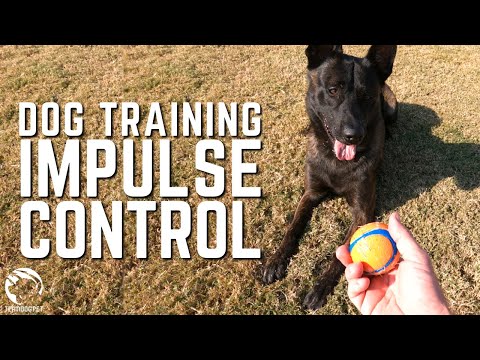 Video: 5 tips til undervisning af din hund impulskontrol og hvorfor det er vigtigt