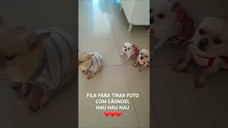 AMOR CANINO #dogshorts #pets #petfofinho #cachorro #cachorrinhosfofinhos #amorpelospets