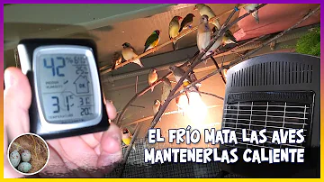 ¿Cómo puedo mantener caliente la jaula exterior de mi pájaro en invierno?