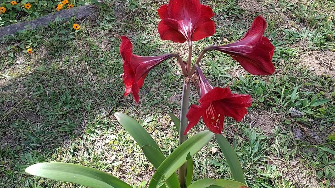 Azucena roja (Hipeastrum Puniceum) y azucena blanca (Lilium Candilium) -  YouTube