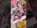 AWW @tokiohotel #Alfia #tokiohotel #BillKaulitz #frenchie #frenchbulldog #LosAngeles #LA
