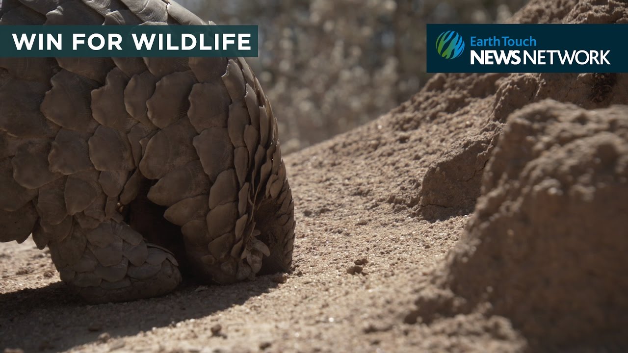 cite seq A win for the world’s most trafficked animal