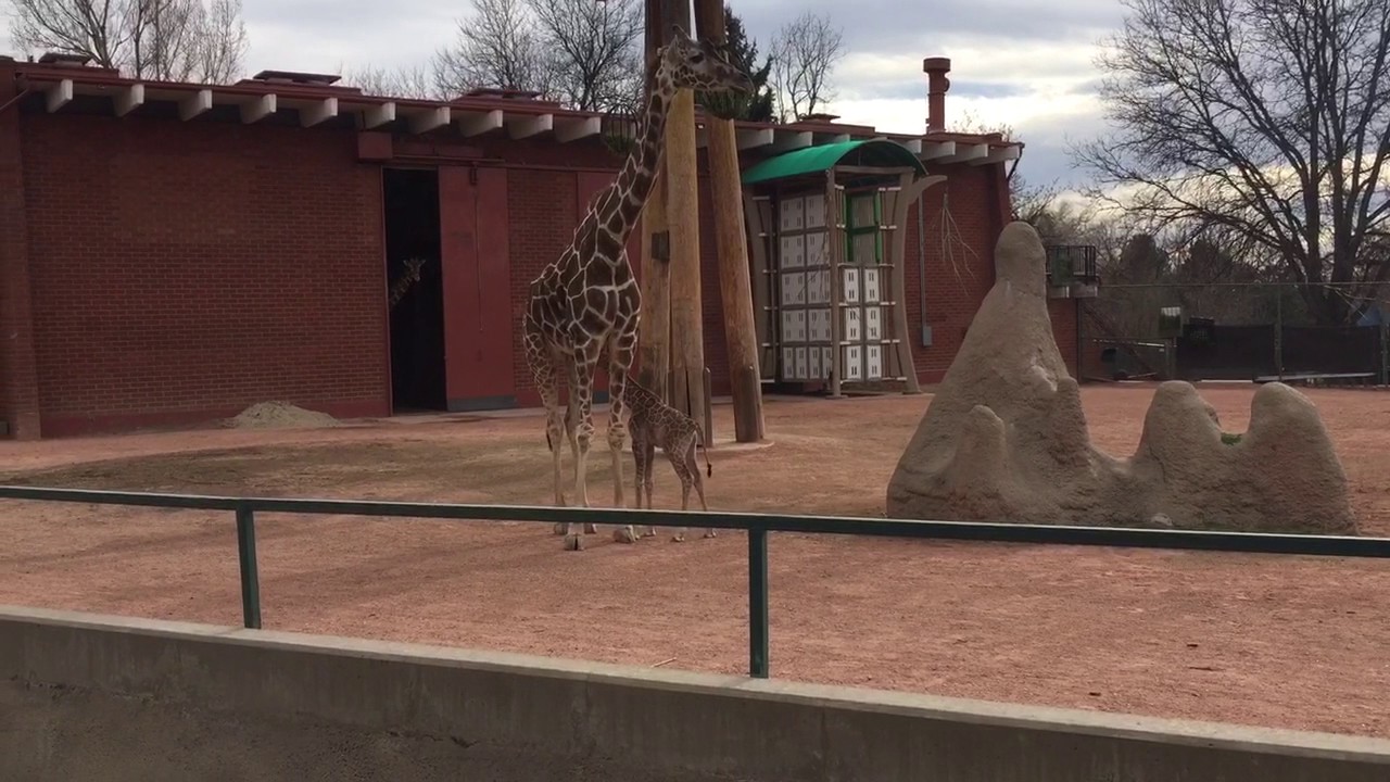Denver Zoo baby giraffe feeding YouTube
