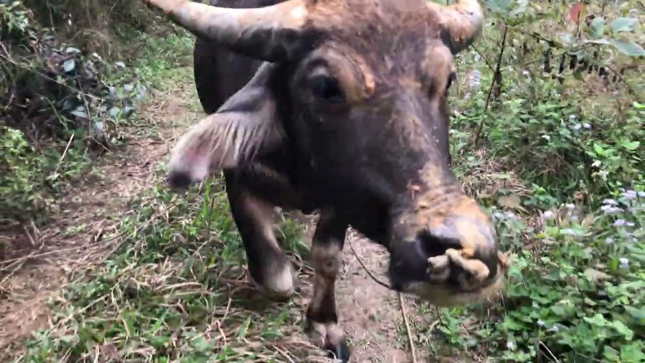 Chăn trâu mùa hết cỏ xin 1 flow 1 like a