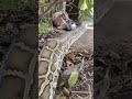 Everyone, please watch the full video on my channel.
