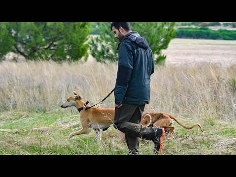 Roban cinco galgos de un búnker a un cazador en un golpe de película