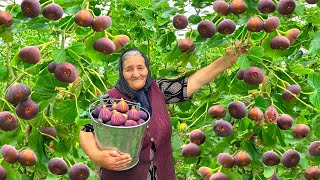 Freshly Harvested Figs Making Lots of Delicious Fig Jam for Winter