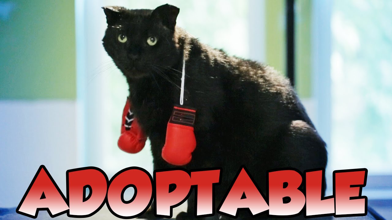 rescue dogs rock nyc Single And Searching - Champion Cat Boxer Seeks Home