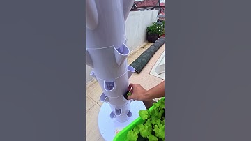 Hydroponic Tower | Check out this quick update on the 𝙀𝙕 𝙏𝙤𝙬𝙚𝙧 just days after