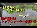 GW 雷魚&鯰fishing 本格シーズン到来!!雷魚も鯰もアタック大連発!! snakehead catfish fishing in Japan