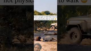 Download Lagu Deze leeuwen aten tot het pijn deed 😞 #shorts #viral #grotekatten #wild #dieren MP3 Download Lagu Deze leeuwen aten tot het pijn deed 😞 #shorts #viral #grotekatten #wild #dieren MP3