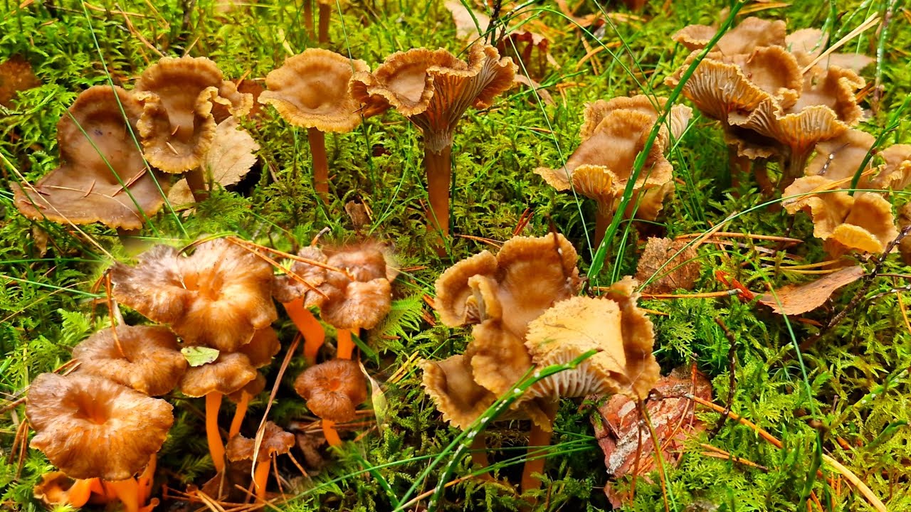 เก็บเห็ดดำเห็ดขาส้ม เลาะริมน้ำป่าใหม่แจ๊กพ็อตทั้งขาส้มและดำ