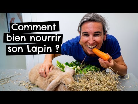 Vidéo: Comment Et Quoi Nourrir Un Lapin Décoratif à La Maison