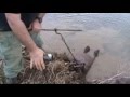 How to trap & catch beaver fast and simple with foothold trap